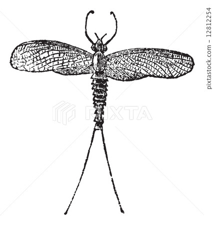 Mayfly or Dayfly or Shadfly or Green Bay Fly or Lake Fly or Fish Mayfly or Dayfly or Shadfly or Green Bay Fly or Lake Fly or Fish 12812254