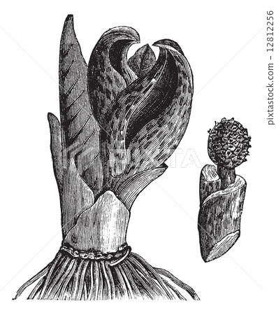 Skunk cabbage (Symplocarpus foetidus) or Eastern Skunk Cabbage, 12812256