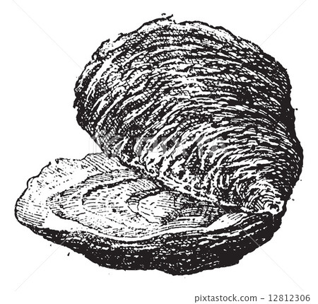 Oyster (bivalve mollusc), vintage engraving. 12812306