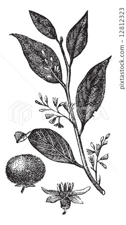 Styrax Benzoin or gum benjamin tree, vintage engraving. 12812323