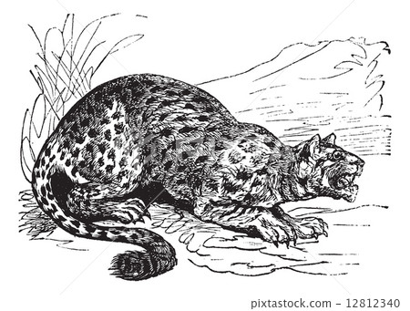 Oncilla or Little Spotted Cat or Tigrillo or Cunaguaro or Tiger 12812340