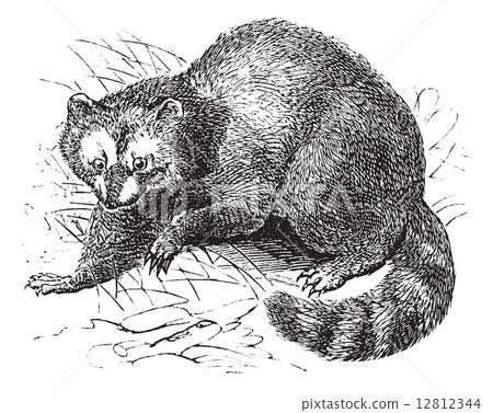 Raccoon or Procyon lotor vintage engraving Raccoon or Procyon lotor vintage engraving 12812344