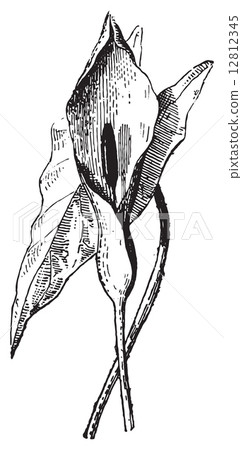 Arum speckled or Arum maculatum, vintage engraving. 12812345