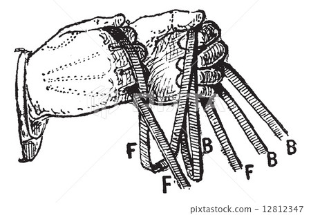 Reins, vintage engraving. 12812347