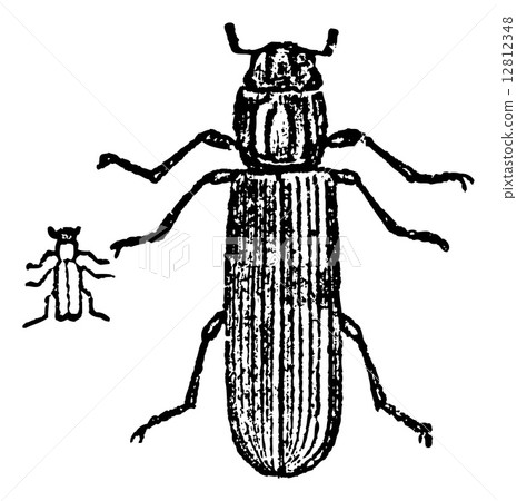 Lyctus beetle, vintage engraving. 12812348