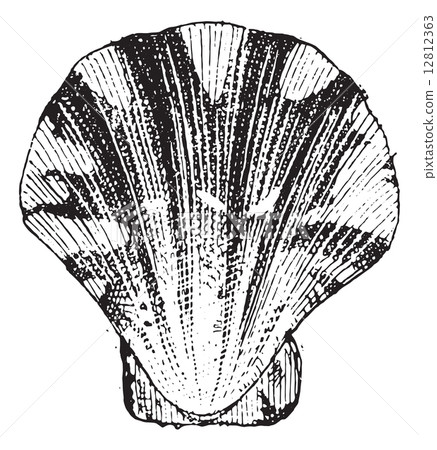 Comb mollusc, vintage engraving. 12812363