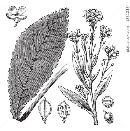 Scurvy-grass or Scurvy Grass or Scurvygrass or Spoonwort or Coch Scurvy-grass or Scurvy Grass or Scurvygrass or Spoonwort or Coch 12812384