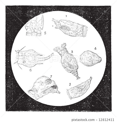 Rotifers or Rotifera, vintage engraving. 12812411