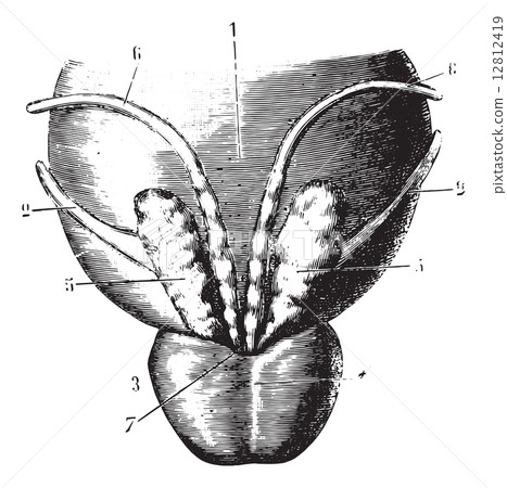 Seminal vesicles, prostate and posterior surface of the bladder, Seminal vesicles, prostate and posterior surface of the bladder, 12812419