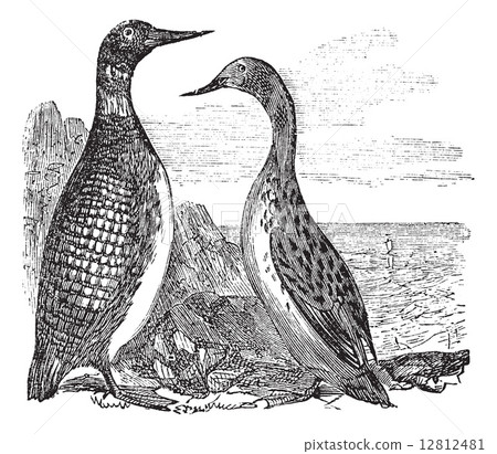 Great Northern Loon or Great Northern Diver or Common Loon or Ga 12812481