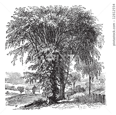 American elm or Ulmus Americana, vintage engraving American elm or Ulmus Americana, vintage engraving 12812554