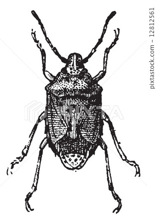 Fig 13. Bug, vintage engraving. 12812561
