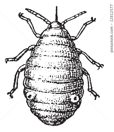 Aphid or plant lice, vintage engraving. 12812577