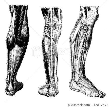 Human Leg, vintage engraving 12812578