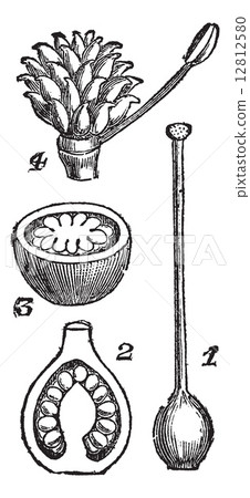Various parts of Pistils, vintage engraving. 12812580