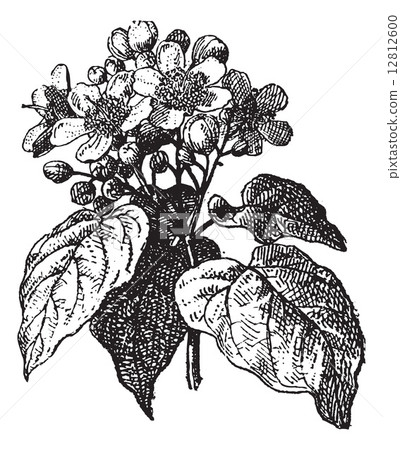 Annatto or Achiote (Bixa orellana), vintage engraving. 12812600