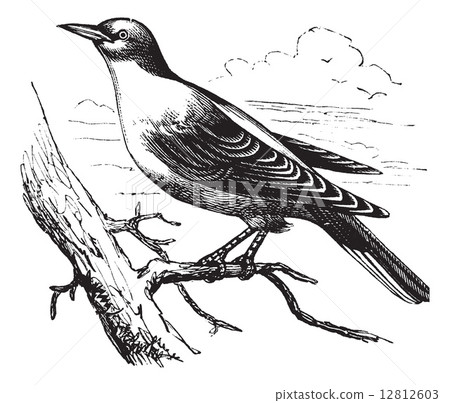 Orphean Warbler or Sylvia hortensis, vintage engraving 12812603