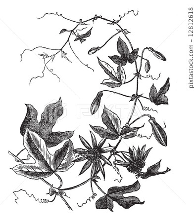 Passion Flower or Passiflora caerulea, vintage engraving 12812618