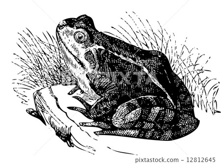 Water frog old illustration Water frog old illustration 12812645