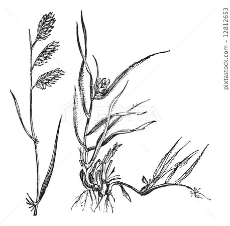 Bouteloua dactyloides or Buffalograss, grass, (left) male, (righ Bouteloua dactyloides or Buffalograss, grass, (left) male, (righ 12812653