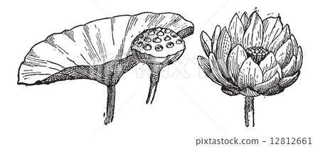 Yellow Lotus or Nelumbo lutea, vintage engraving Yellow Lotus or Nelumbo lutea, vintage engraving 12812661