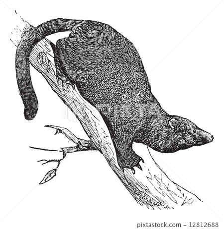 Fisher or Martes pennanti vintage engraving Fisher or Martes pennanti vintage engraving 12812688