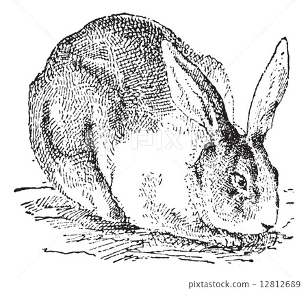 Rabbit, vintage engraving. Rabbit, vintage engraving. 12812689
