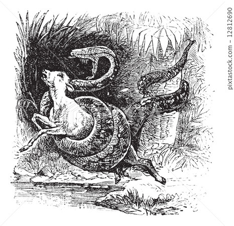 Boa constrictor, snake, vintage engraving. Boa constrictor, snake, vintage engraving. 12812690