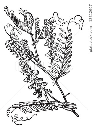 Tufted Vetch or Vicia cracca, vintage engraving Tufted Vetch or Vicia cracca, vintage engraving 12812697