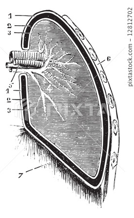 Vertical section of the lung and pleura (schematic figure), vint Vertical section of the lung and pleura (schematic figure), vint 12812702