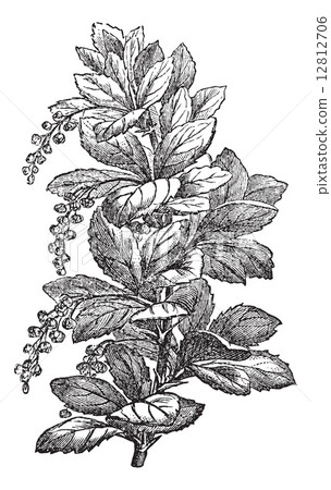 Fig. 173. Berberis or barberries, vintage engraving. 12812706