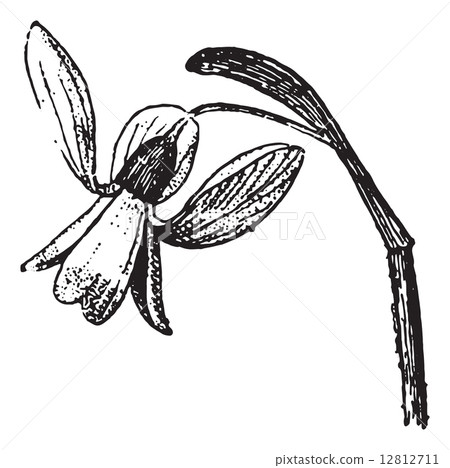Snowdrop, vintage engraving. 12812711