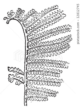 Gleichenia zippei, vintage engraving 12812745