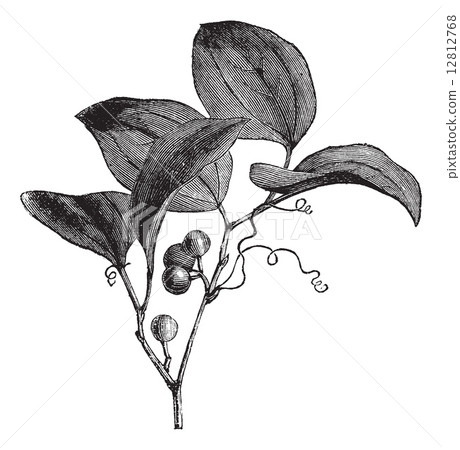 Common Greenbriar or Smilax rotundifolia vintage engraving 12812768