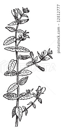 Skullcap of Scutellaria, vintage engraving. 12812777