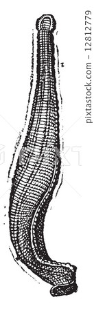 Medicinal leech, vintage engraving. 12812779