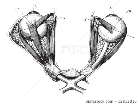 Optic chiasm and eye muscles, vintage engraving 12812816