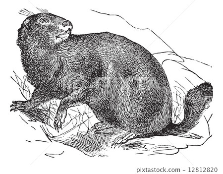 Alpine Marmot or Marmota marmota vintage engraving 12812820
