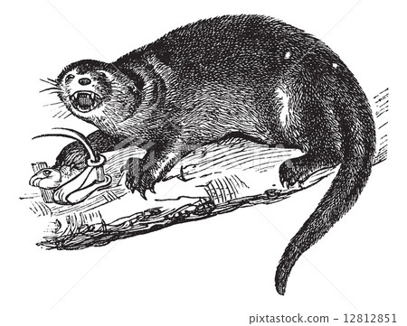 North American river otter or Lontra canadensis vintage engravin North American river otter or Lontra canadensis vintage engravin 12812851