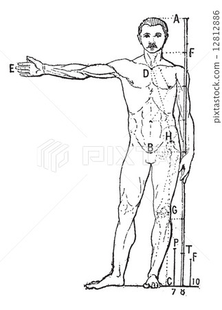 Human proportions, vintage engraving. 12812886