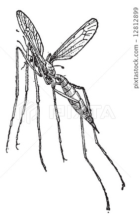 Crane fly or mosquito hawk, vintage engraving. 12812899