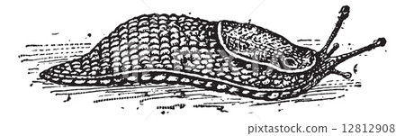 Slug, vintage engraving 12812908