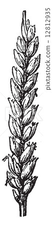 Common wheat or Triticum aestivum vintage engraving 12812935