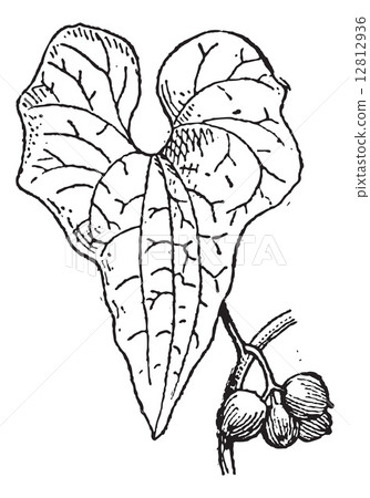 Tamus communis or Dioscorea communis vintage engraving 12812936
