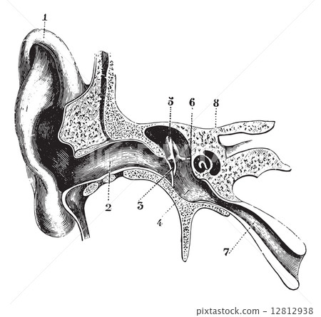 Cross-sectional and schematic half of the hearing aid, vintage e 12812938