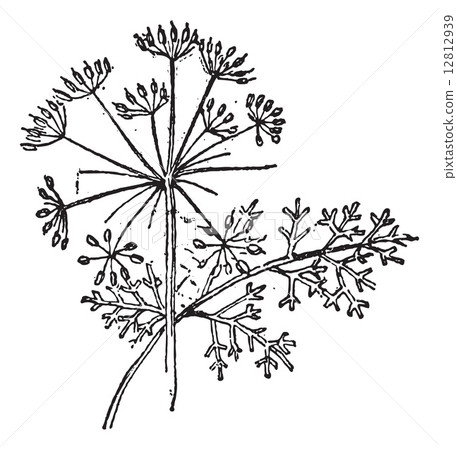 Thapsia plant, vintage engraving. 12812939