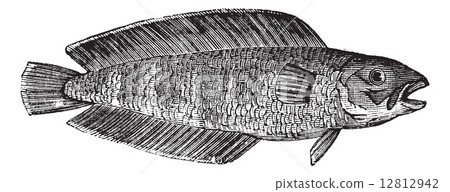 Cusk or Brosme brosme, marine, fish, vintage engraving. Cusk or Brosme brosme, marine, fish, vintage engraving. 12812942