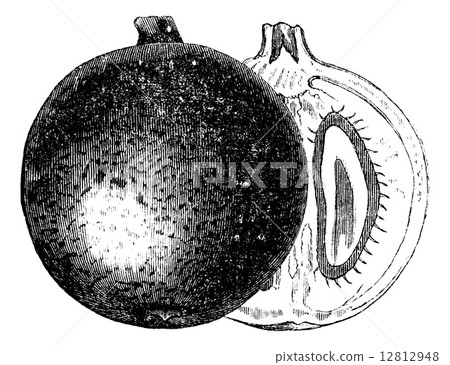 Mammee apple or Mammea americana vintage engraving Mammee apple or Mammea americana vintage engraving 12812948