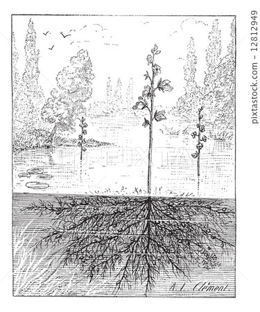 Utricularia or bladderworts plant, vintage engraving. Utricularia or bladderworts plant, vintage engraving. 12812949