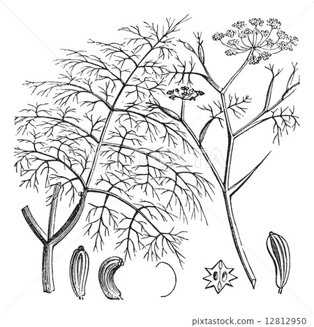 Common Fennel or Foeniculum vulgare, vintage engraving 12812950